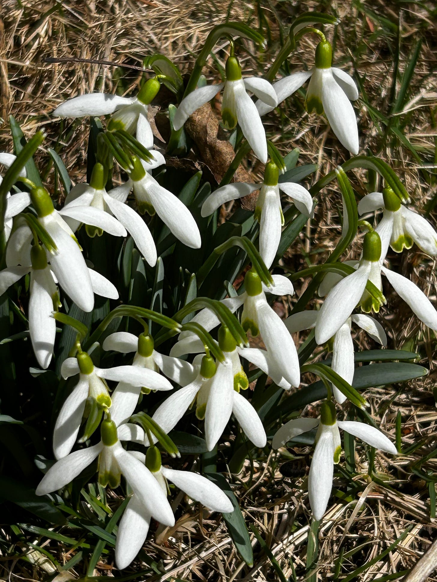 A close-up of tiny white flowers called snowdrops, with their three-petaled heads drooping.