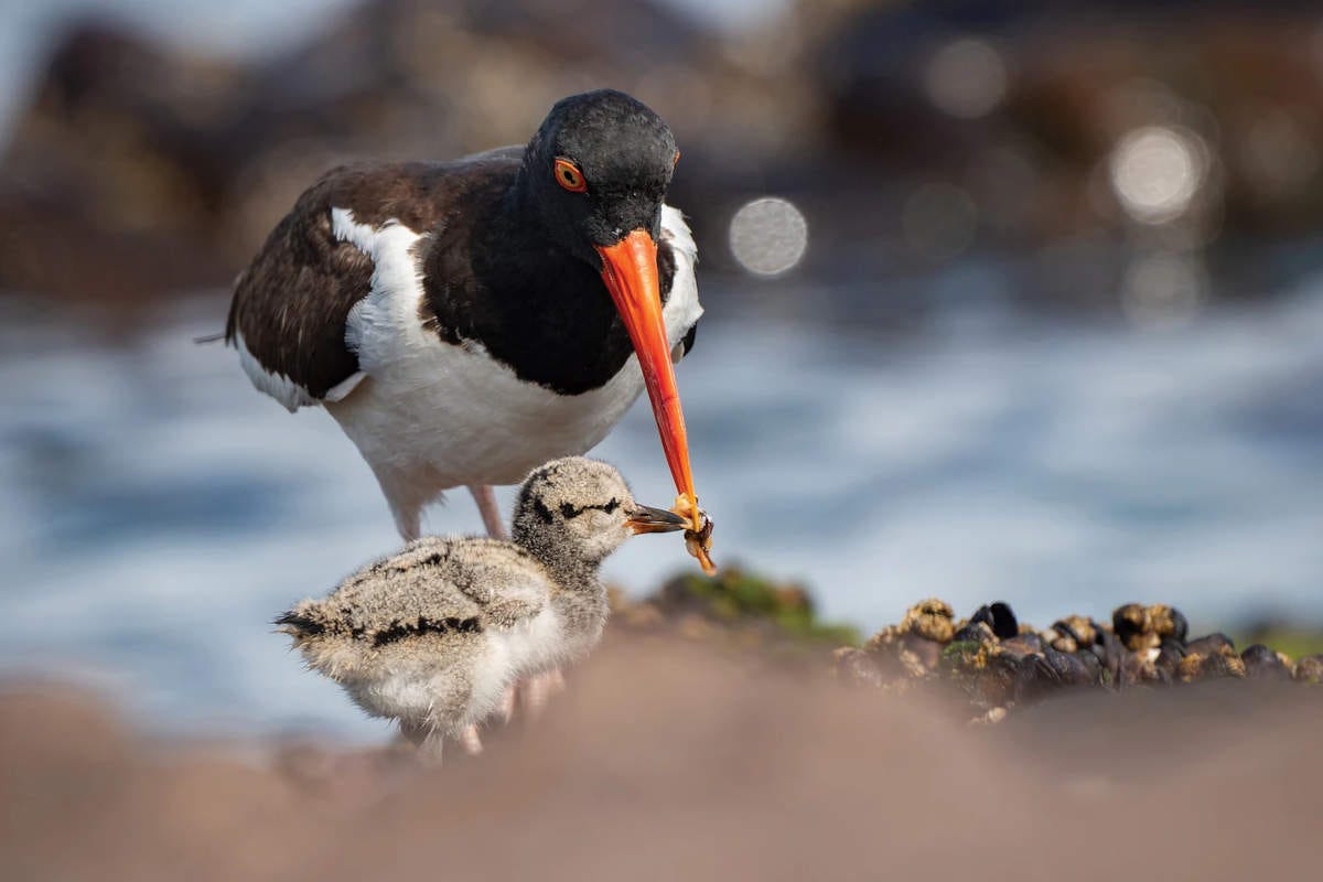 una madre de pilpilén, una especie de gaviota con el pico largo y naranja, enseña a comer a su polluelo