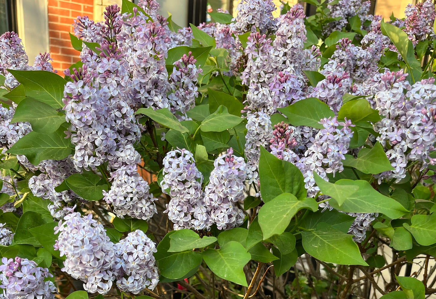 lilacs