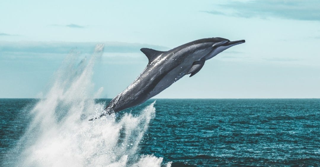dolphin jumping on sea during daytime dolphin jumping on sea during daytime