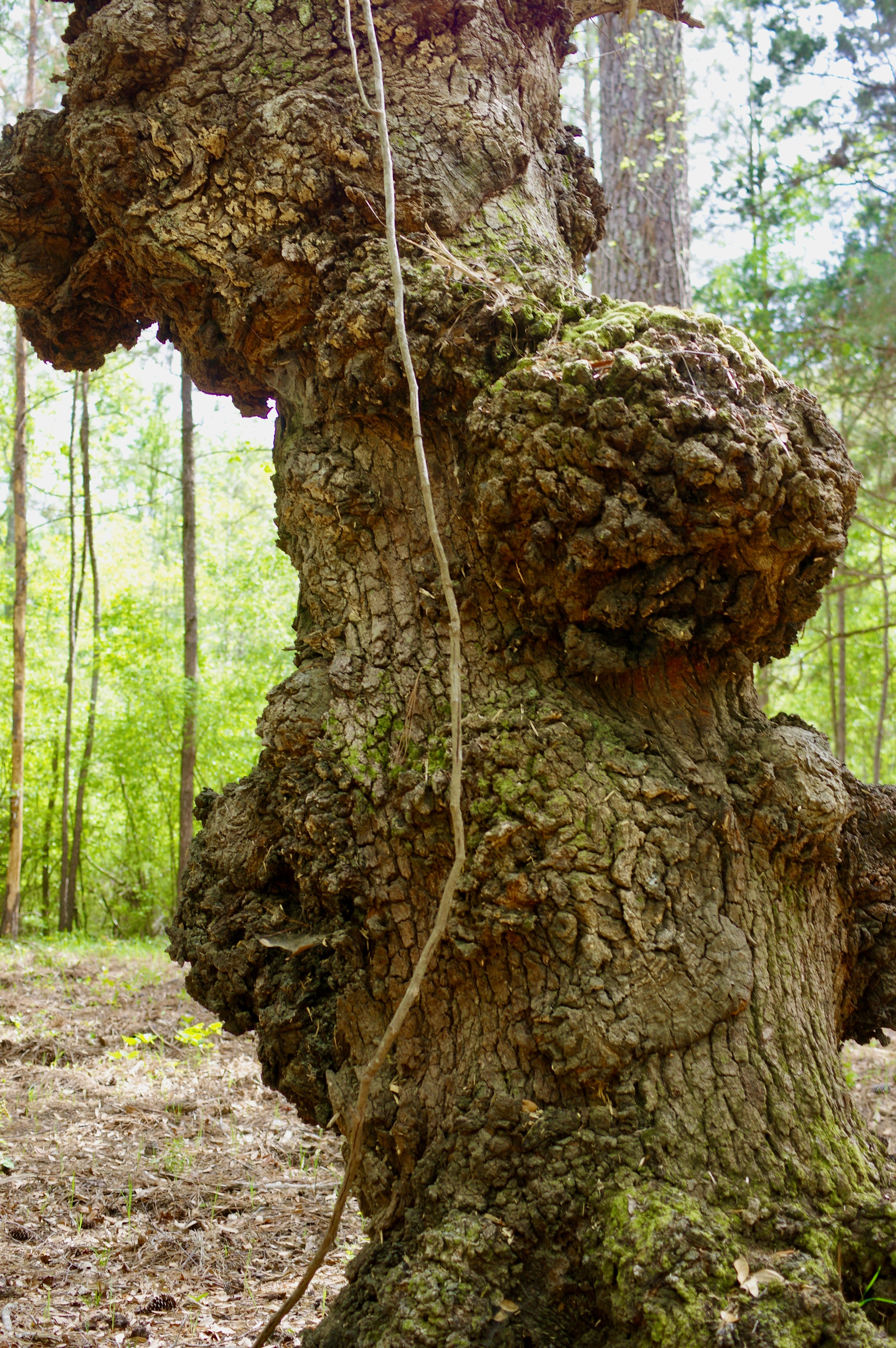 A Girl, a Baby, and an Old, Old Tree
