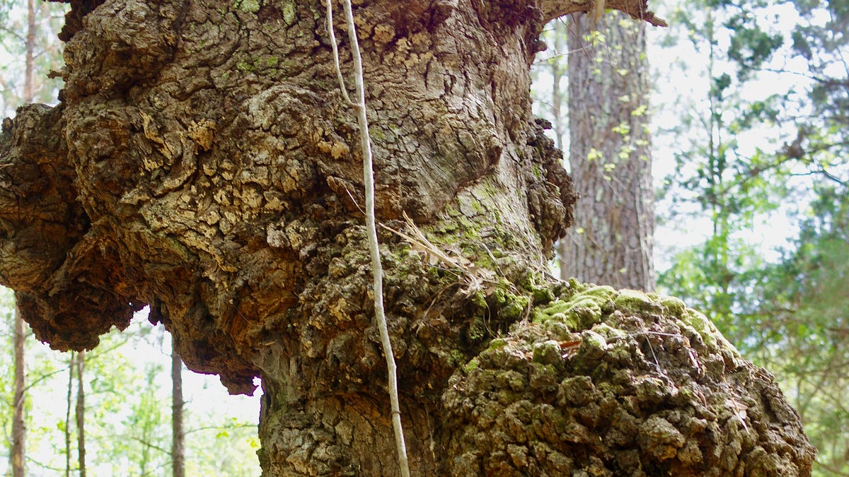 A Girl, a Baby, and an Old, Old Tree