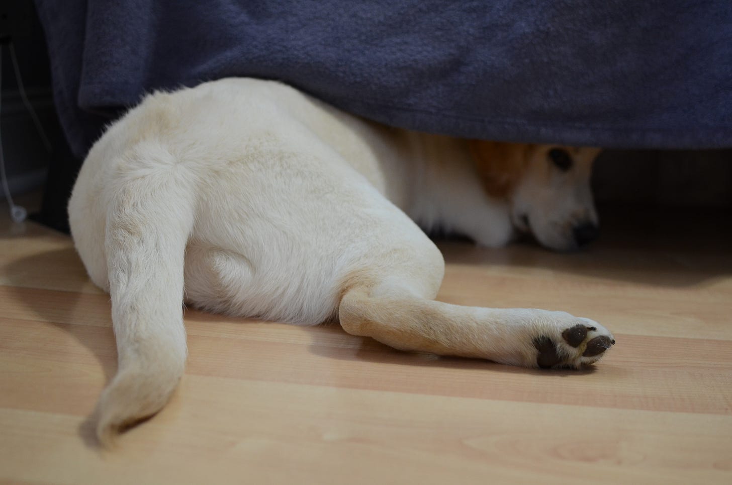 A yellow Labrador retriever puppy hides her head under a bed with a purple blanket hanging down. Her rump is sticking out from under the bed.