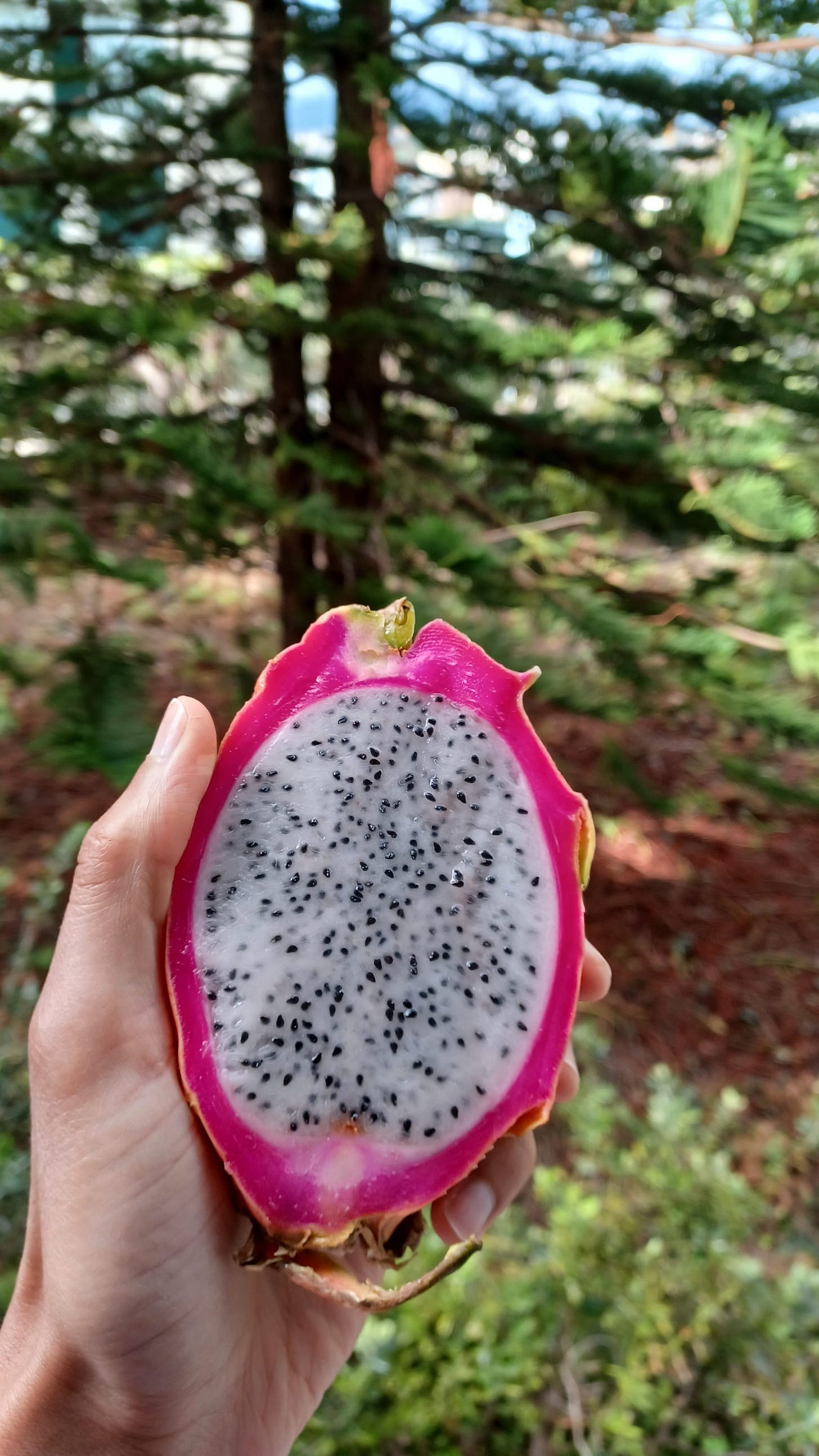 Madeira - A 6 Day Guide