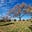 Countryside Blues's avatar