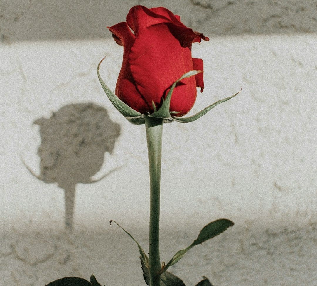 shallow focus photography of red rose shallow focus photography of red rose