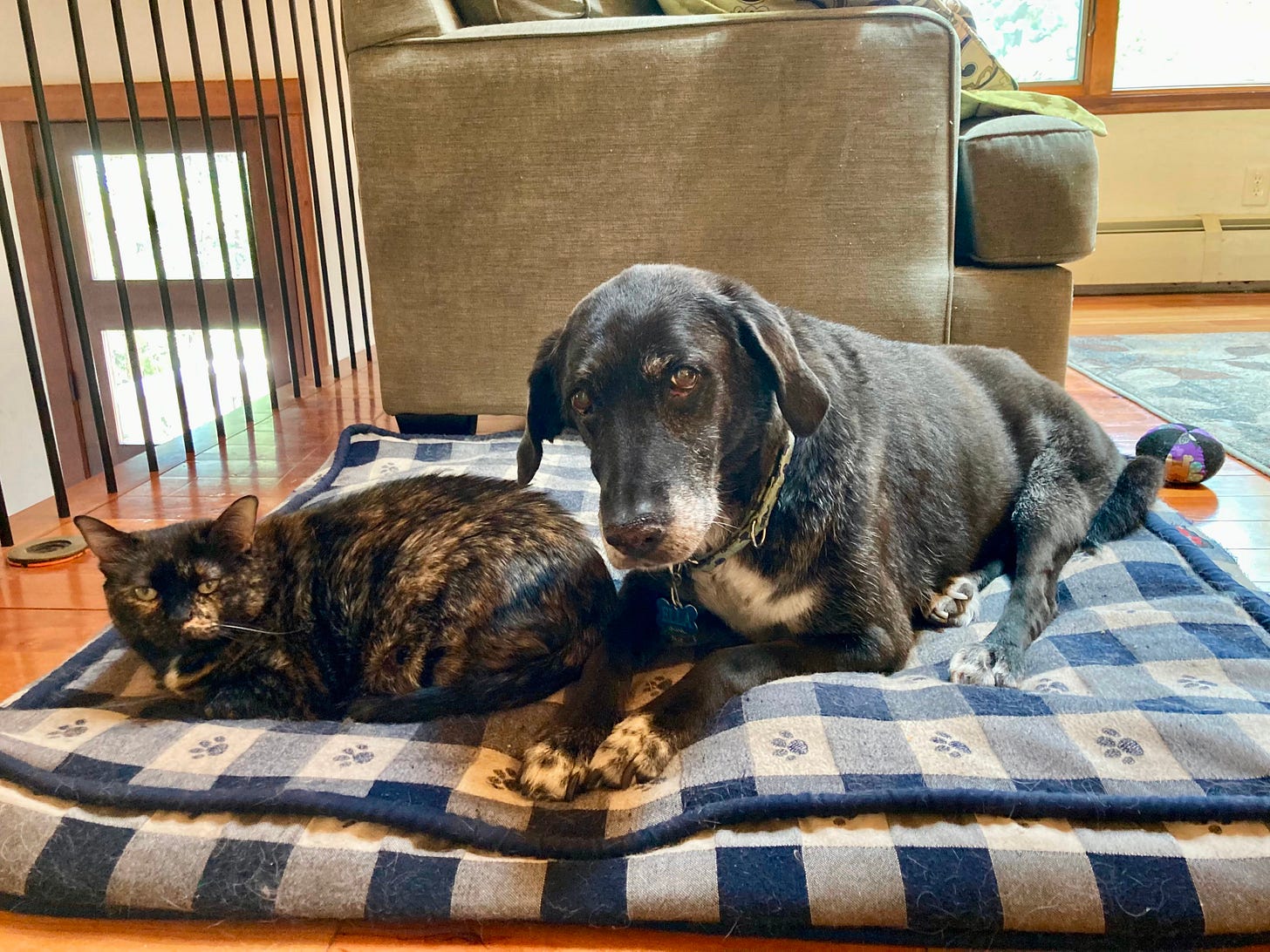a cat and dog sharing a dog bed a cat and dog sharing a dog bed