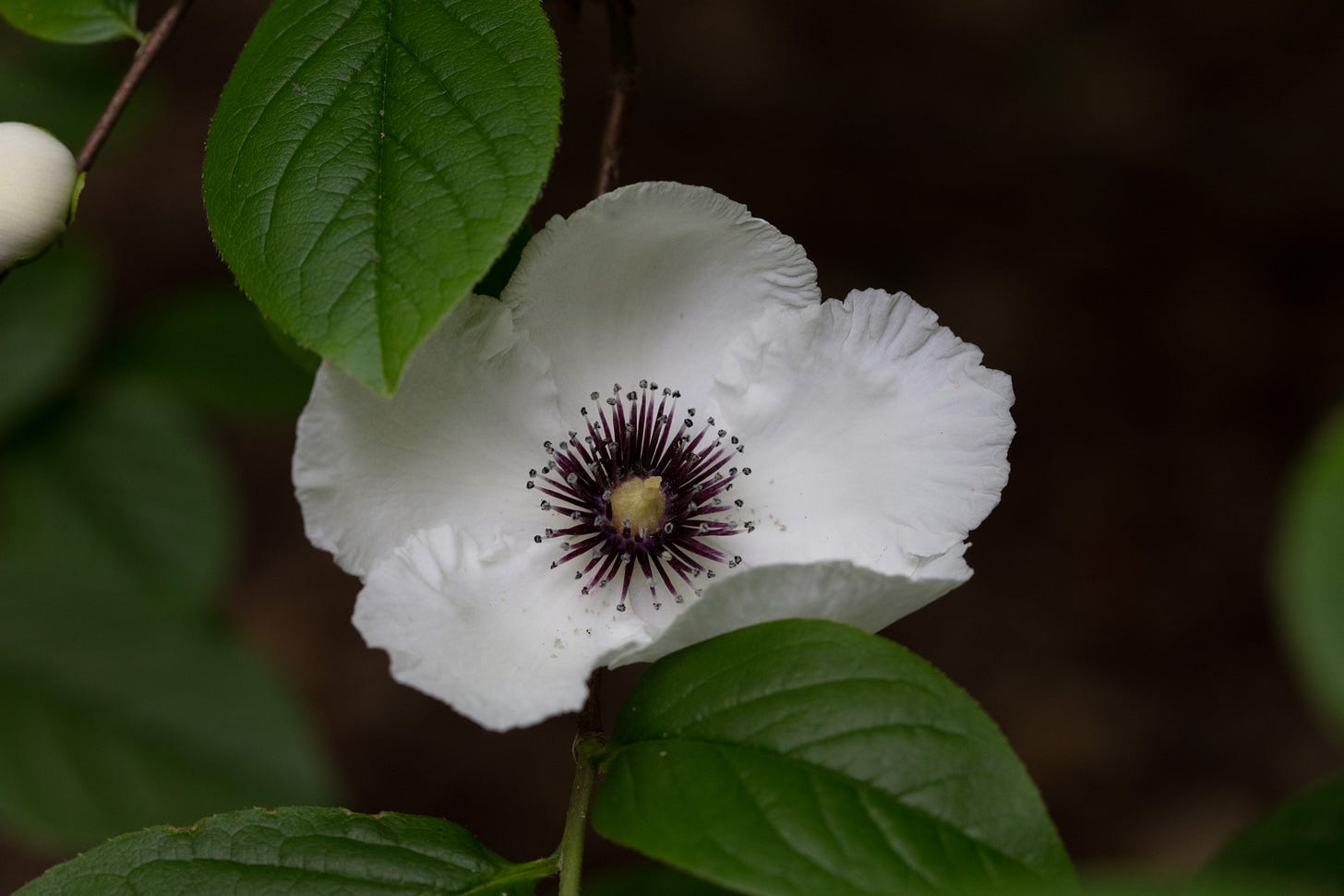 A close-up of a white camellia blossom with dark purple stamens. A few shiny green leaves are visible in the frame.