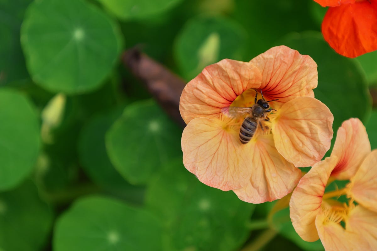 a bee on a nasturtium flower, surrounded by other nasturtium blooms and plants a bee on a nasturtium flower, surrounded by other nasturtium blooms and plants