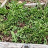 The Maritime Gardening Newsletter