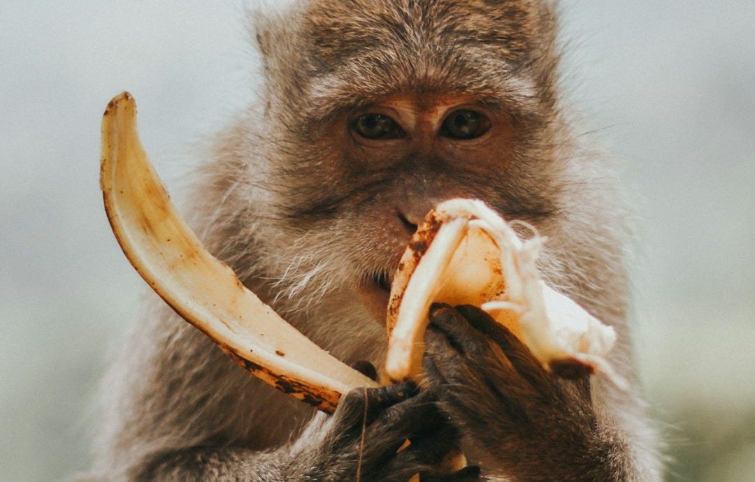 monkey eating banana monkey eating banana