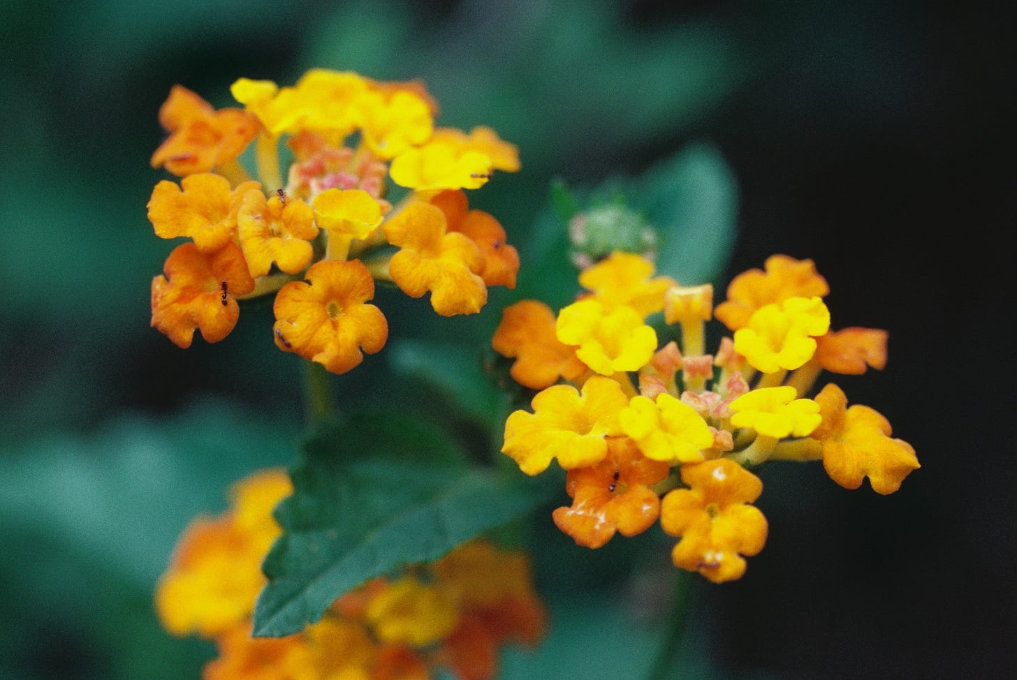 Orange and yellow lantana flowers