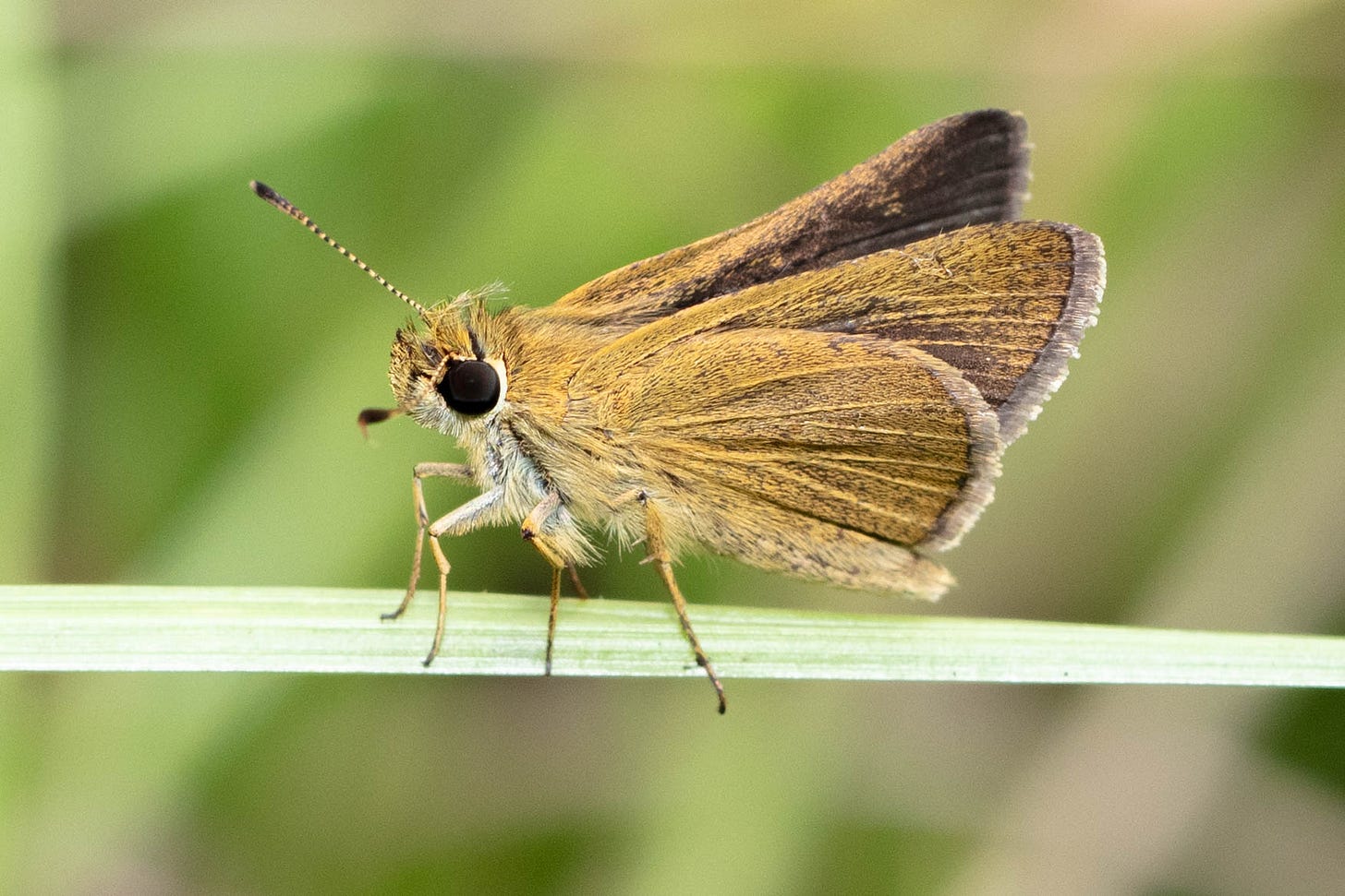 A golden-brown skipper butterfly, with a stout body and big black eyes, shown in profile perched on a blade of grass
