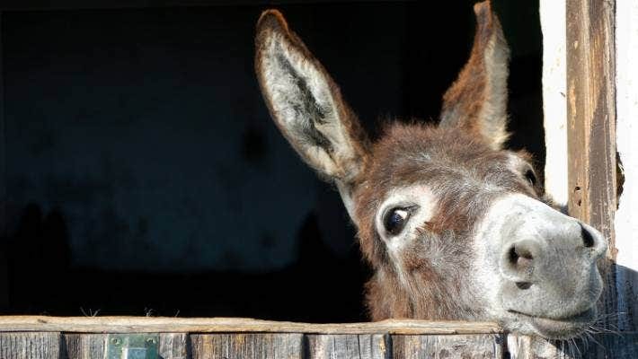 A donkey. A donkey.