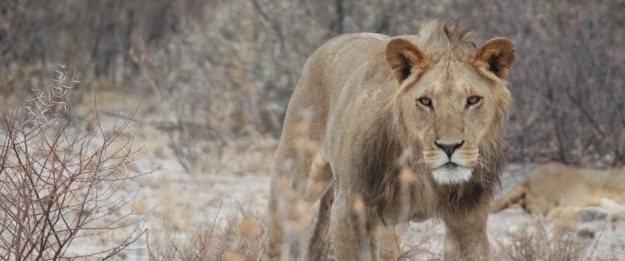 brown lion on brown grass field during daytime