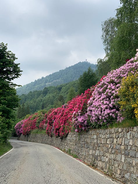 Rhododendrons flowering long the road sp 232 from Trivero (BI)