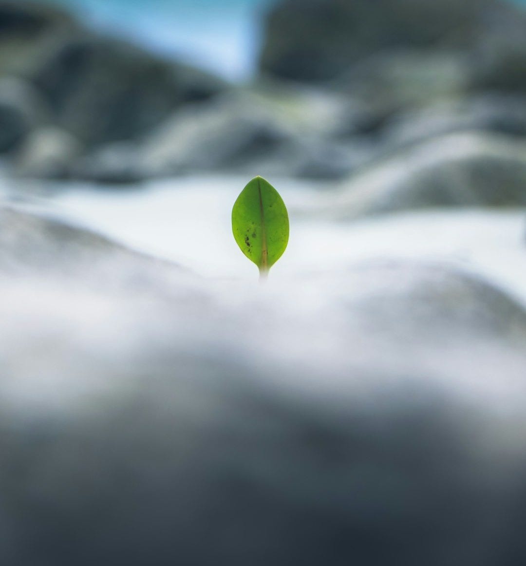 shallow focus photography of green leaf shallow focus photography of green leaf