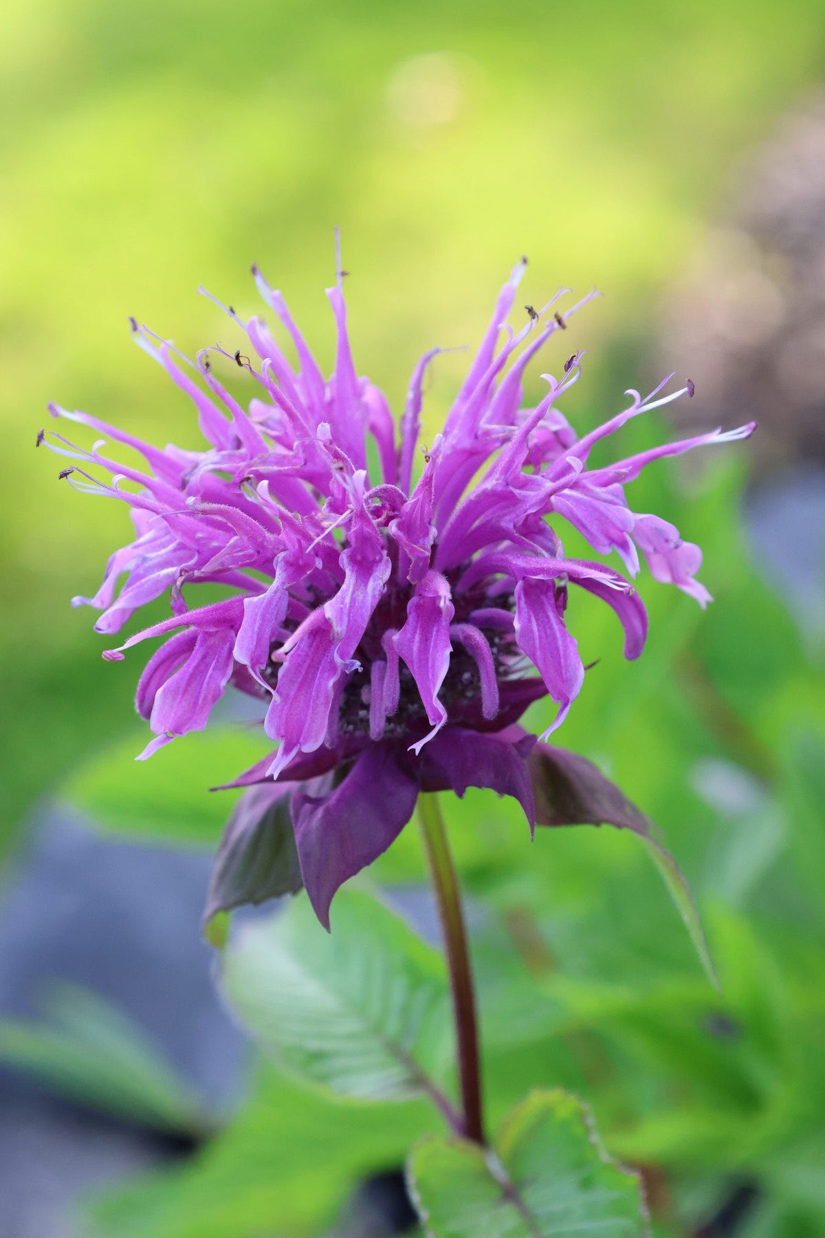 a monarda bloom