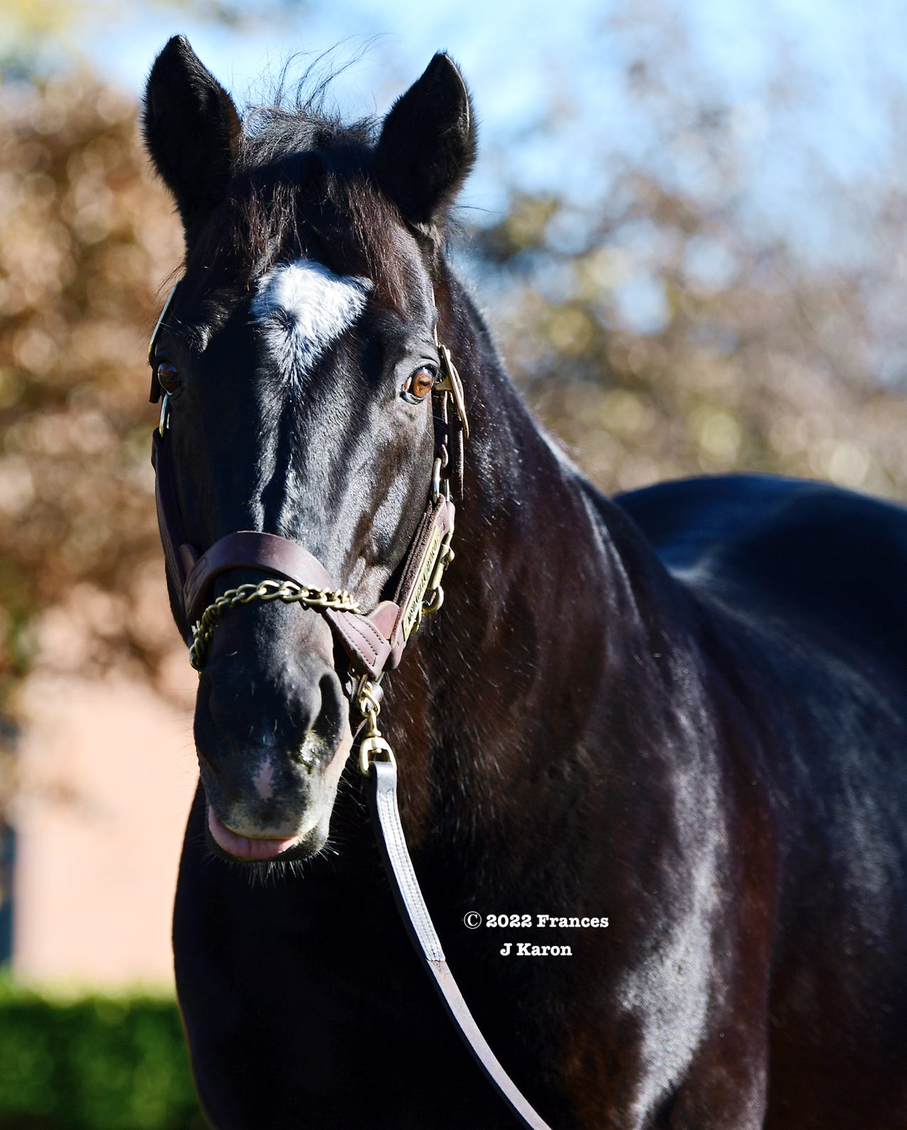 Medaglia d’Oro at Darley America in 2022.