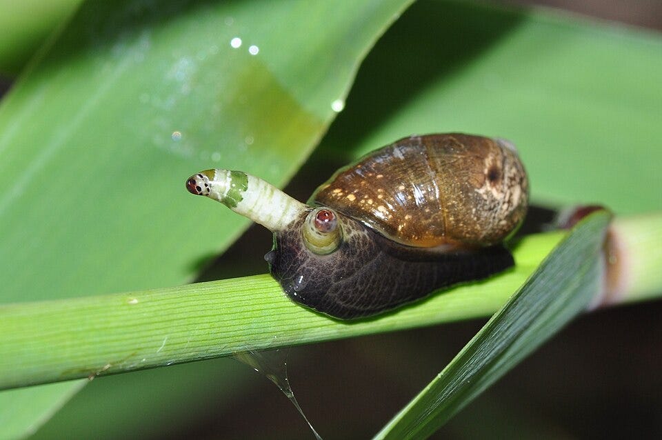 File:Pulsating tentacle worm (Leucochloridium sp) on amber snail (8840229467).jpg