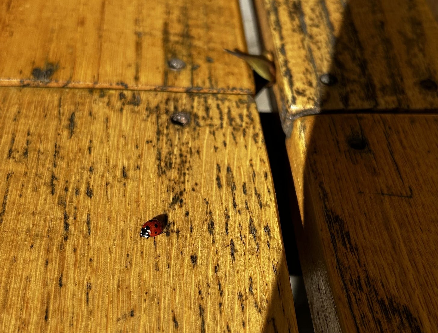 A small ladybug resting on a wooden bench beside a morning coffee during a reflective walk A small ladybug resting on a wooden bench beside a morning coffee during a reflective walk