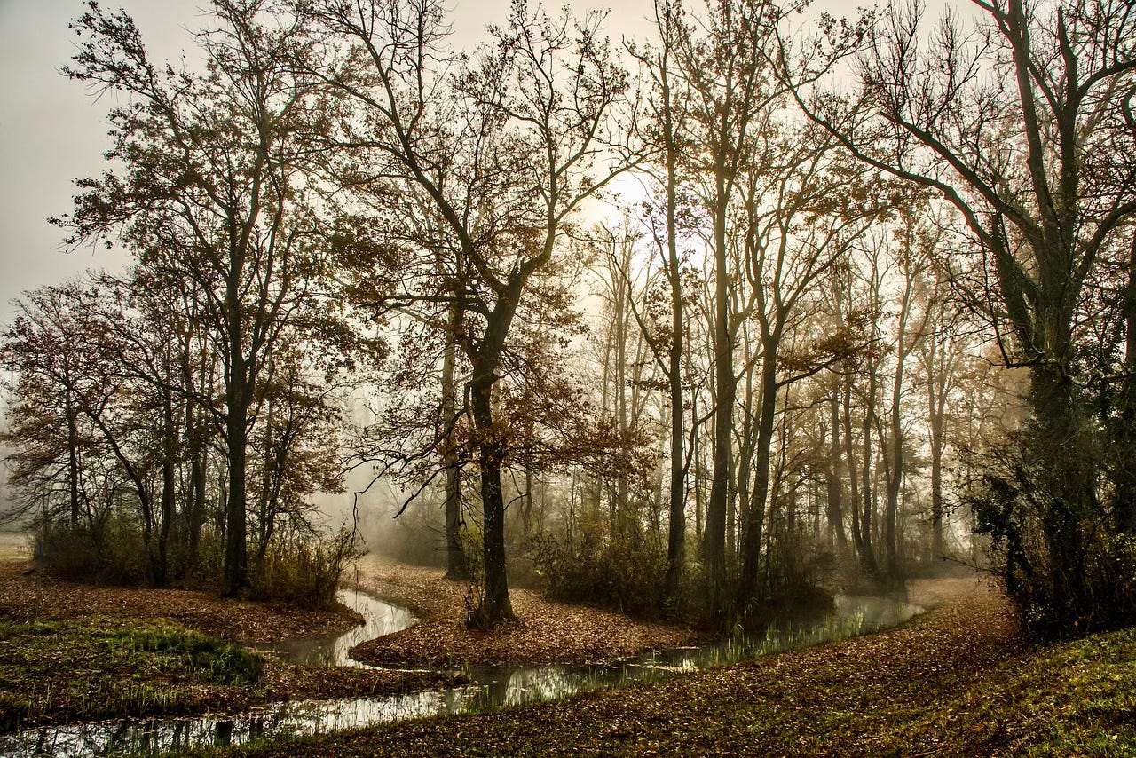 Stream running through the woods
