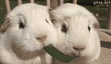 Amazing Creatures: Funny animal gifs - part 172 (10 gifs) Amazing Creatures: Funny animal gifs - part 172 (10 gifs)