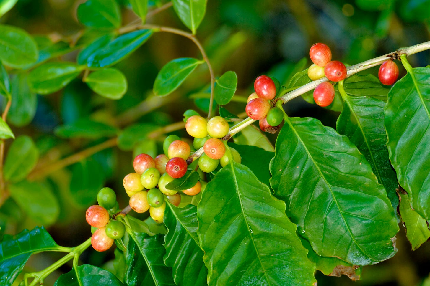 Caffeinated Concoctions: Coffee, Tea, and Chocolate | Naples Botanical Garden
