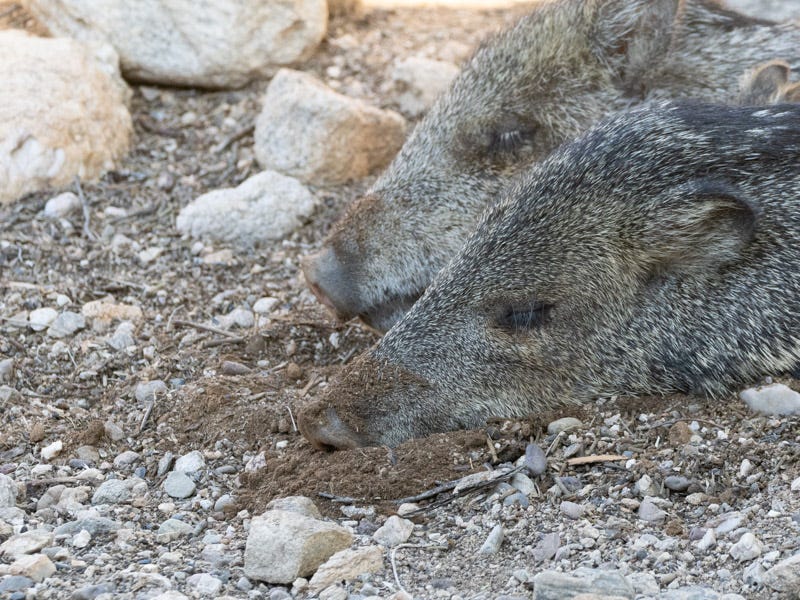 20251207-MBYJavelina-66.jpg 20251207-MBYJavelina-66.jpg