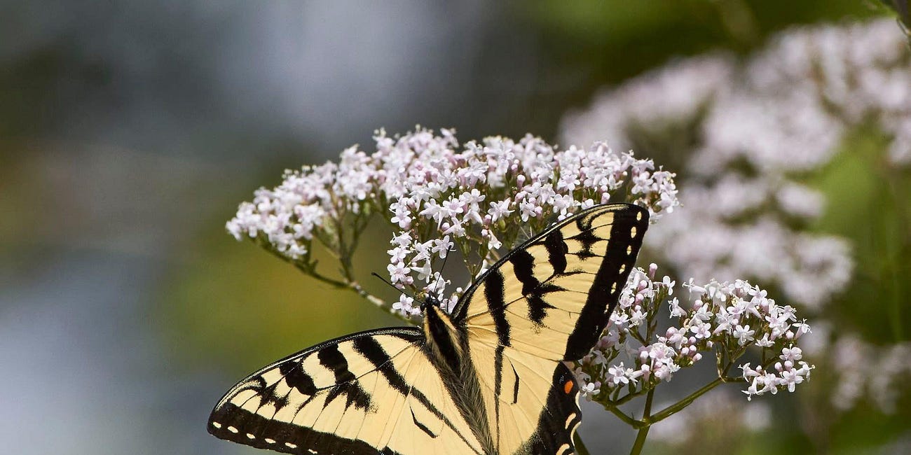 Summer Highlights from the Owen Sound Field Naturalists: AGM, Birding, Butterflies, and More