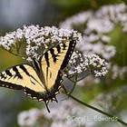 Summer Highlights from the Owen Sound Field Naturalists: AGM, Birding, Butterflies, and More