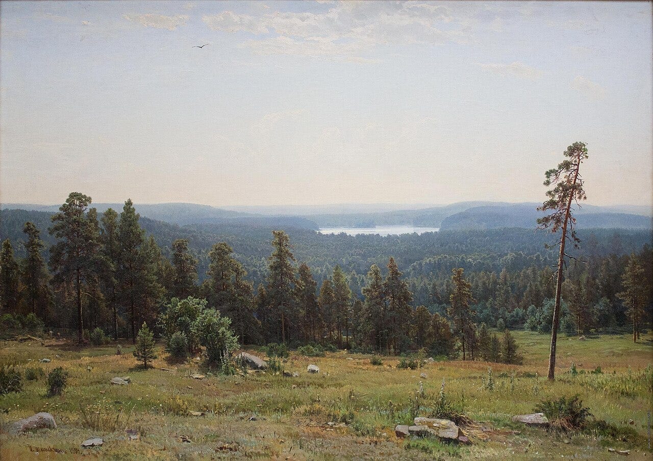 A high meadow with a lone thin pine, looking over miles of forest to a sheet of water on the horizon