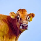 NIH-Funded Georgia Researchers Create Lab-Made Bird Flu Virus, Infect Live Cows: 'Research Square' Study