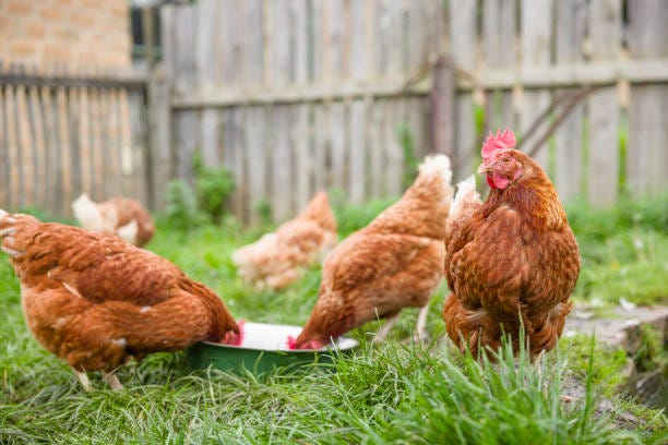 5,200+ Backyard Chickens Stock Photos, Pictures & Royalty-Free Images - iStock 5,200+ Backyard Chickens Stock Photos, Pictures & Royalty-Free Images - iStock