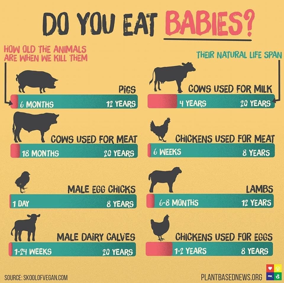 How old animals are when we kill them : r/vegetarian