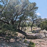 Wild Heart Nature Connection
