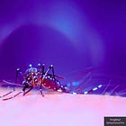 Wuhan Institute of Virology Scientists Engineer Irradiated Mosquito-Delivered Vaccine: Journal 'Science Advances'