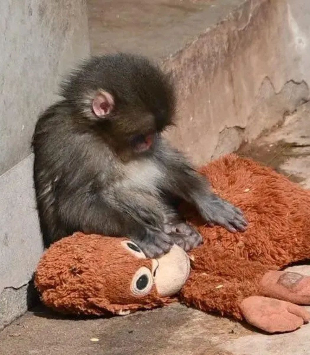 A monkey named Panchi-Kun has gone viral for bonding with a plush orangutan  after being abandoned at birth Zoo staff gave him the plushie for comfort  when he struggled to fit in