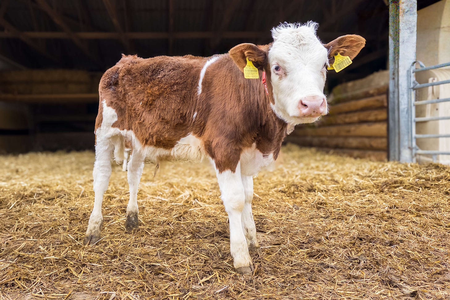 Ein braun-weisses Kalb steht auf Stroh in einem Stall und blickt frontal in die Kamera; im Hintergrund sind Holzwände, ein Fressgitter und gedämpftes Stalllicht zu sehen.