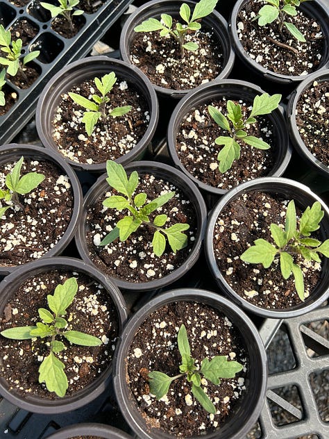 A gallery of six images: tomato seedlings in pots, many collards in a tray, many bok choy in a tray, shiso seedlings in a tray, tomato seedlings in a tray, and a brown paper bag with three stacks of green plant pots.