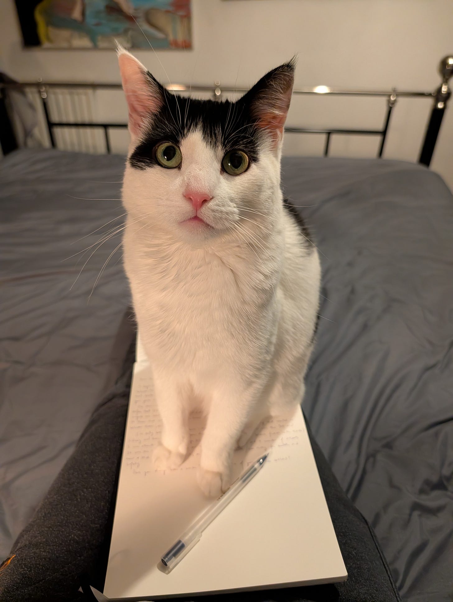 A black-and-white cat sits on an open notebook of handwritten cursive, with a blue pen resting on the page, on a grey bed. A black-and-white cat sits on an open notebook of handwritten cursive, with a blue pen resting on the page, on a grey bed.