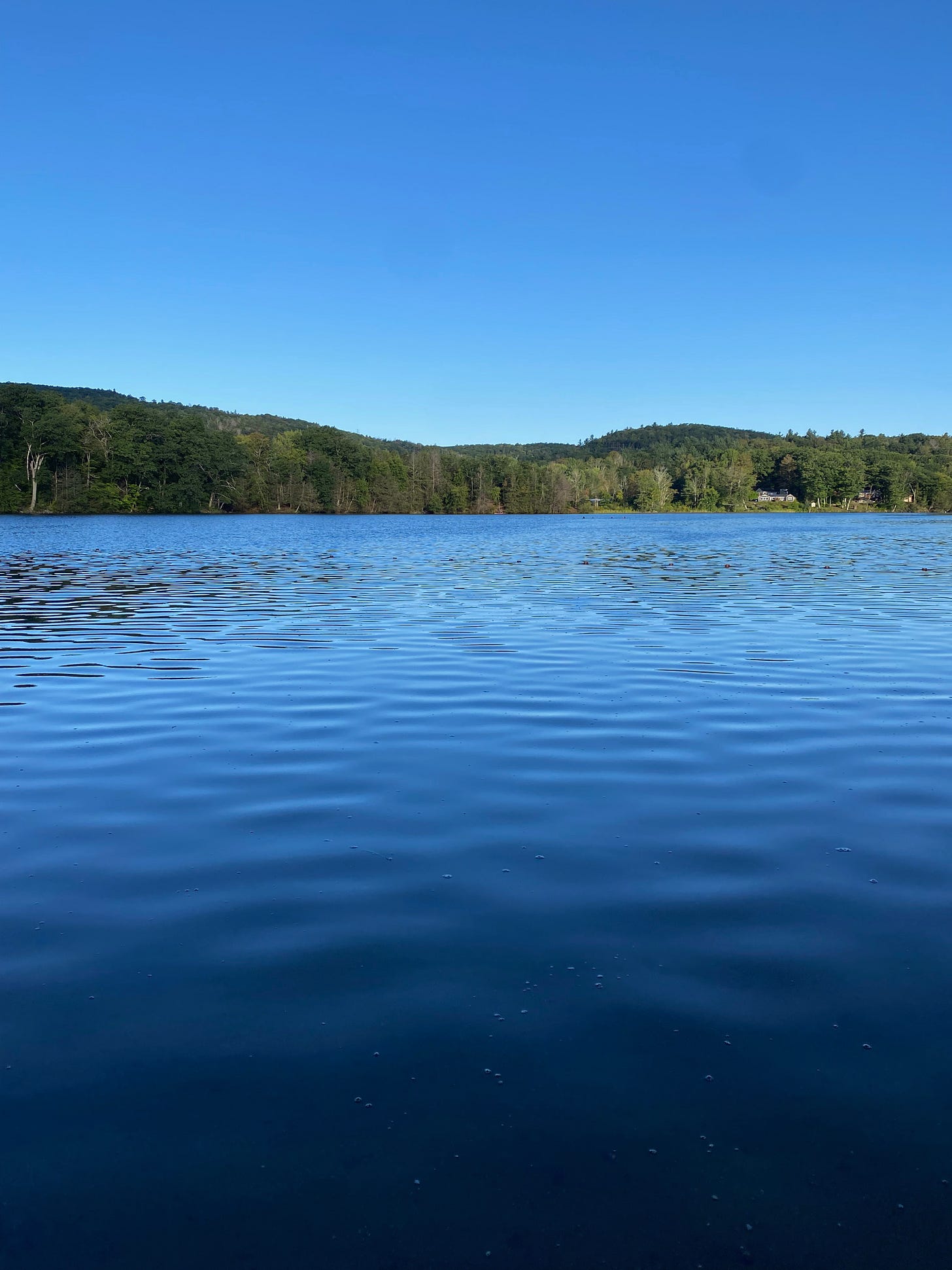 Ashfield Lake on a clear day, the sky a deep blue, the lake’s surface dark and rippled.