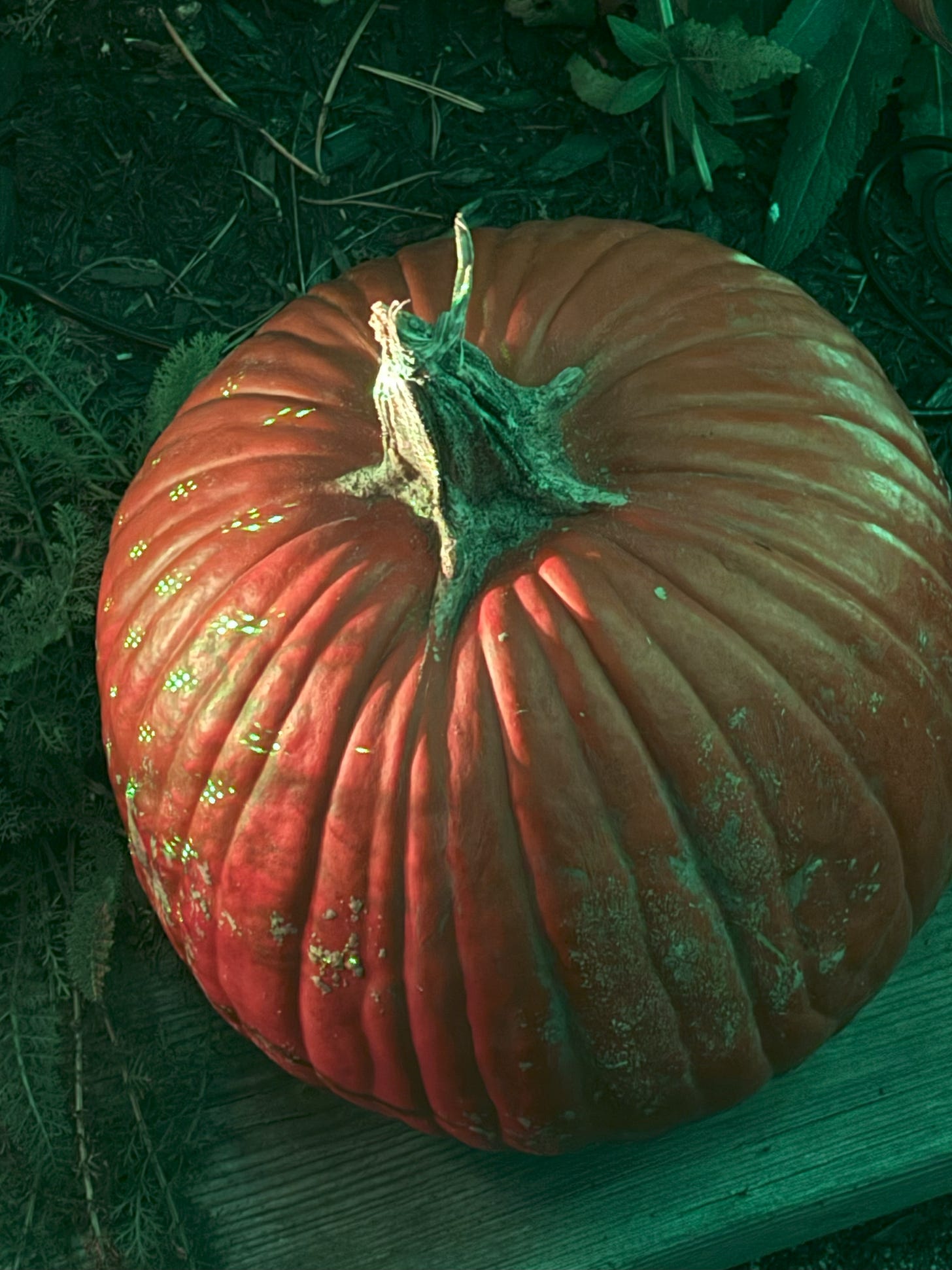 Lights beginning to appear on Pumpkin. Lights beginning to appear on Pumpkin.