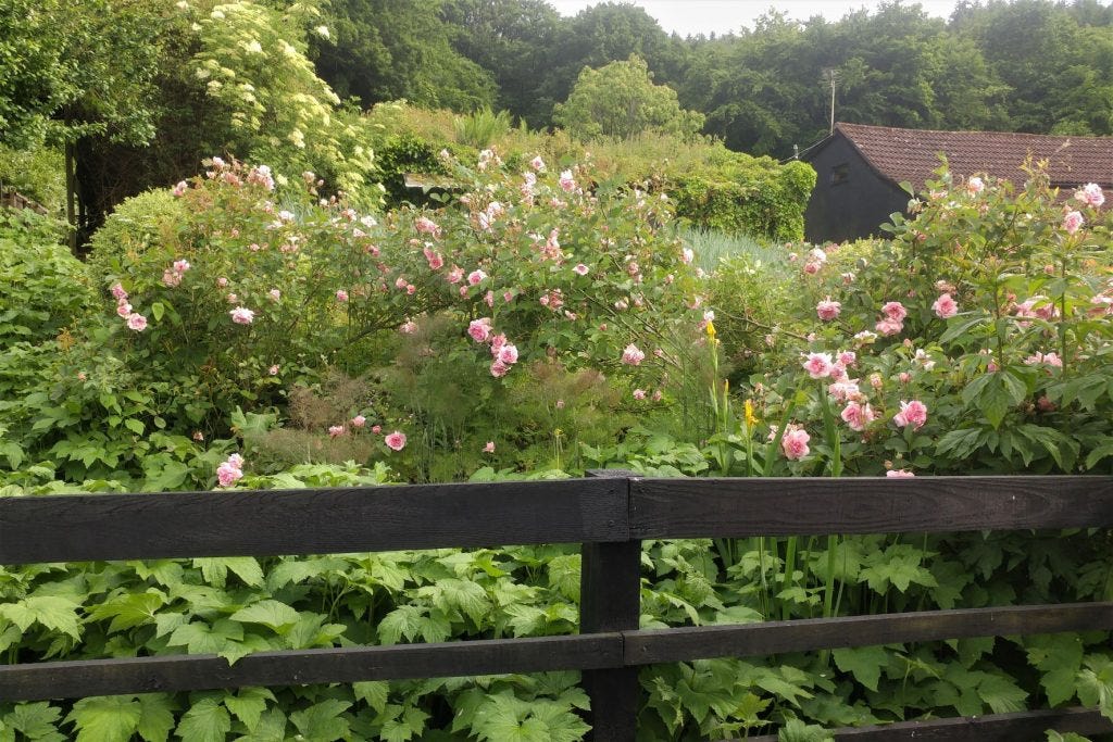 Felicia Bed at Veddw Garden copyright Anne Wareham 