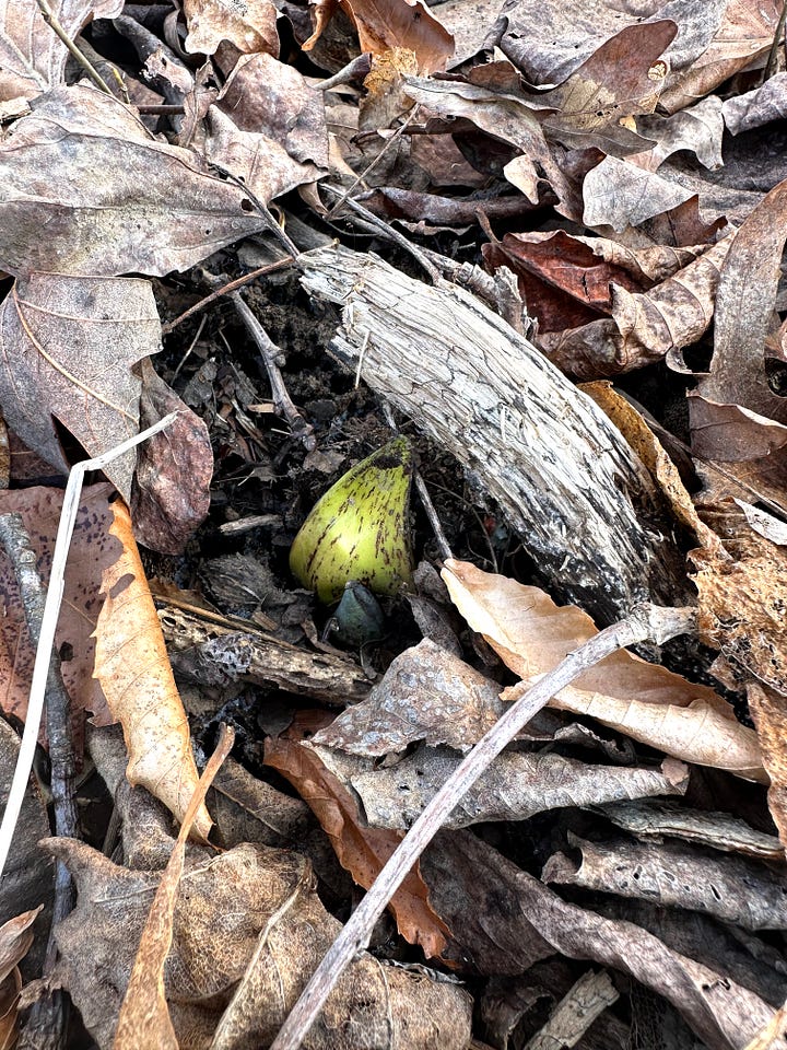 the image on the left shows a small green and purple cone like plant jutting out from under brown leaves and twigs. The image on the right shows two similar plants with red and yellow jutting out with the sun shining on them.