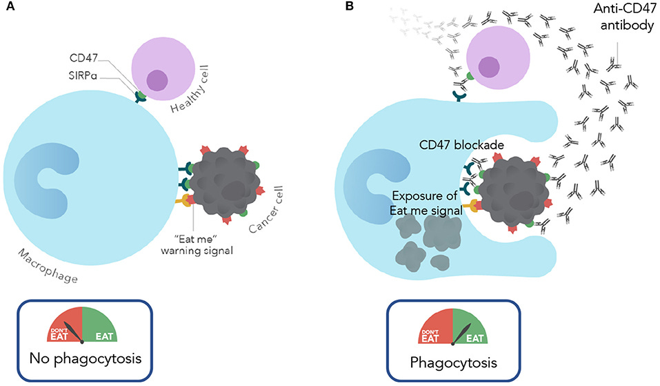 Frontiers | Therapeutic Targeting of the Macrophage Immune Checkpoint CD47 in Myeloid Malignancies Frontiers | Therapeutic Targeting of the Macrophage Immune Checkpoint CD47 in Myeloid Malignancies