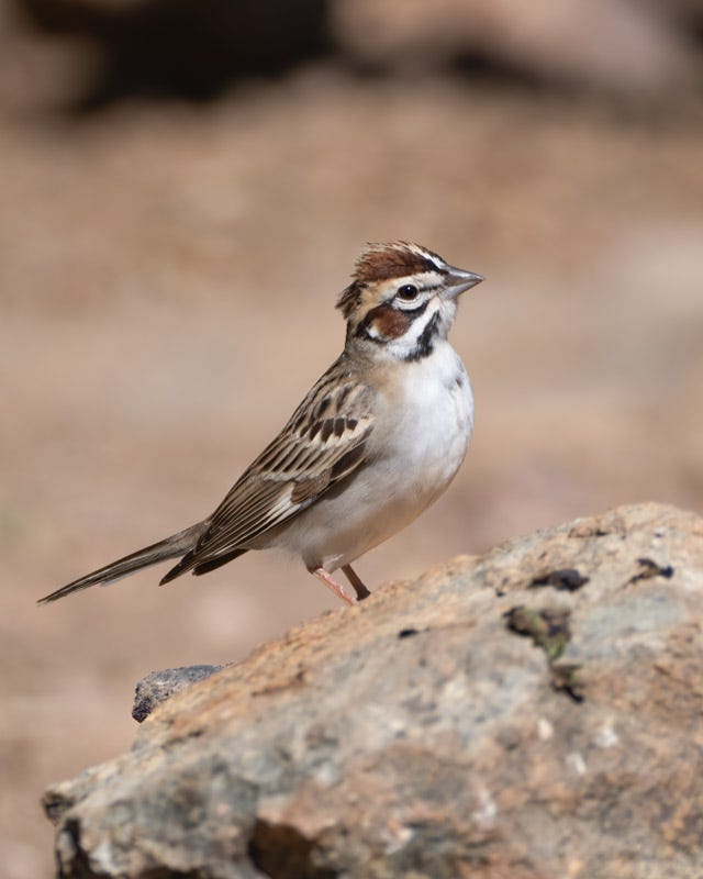 20250418-AshCanyon-419-Edit.jpg 20250418-AshCanyon-419-Edit.jpg