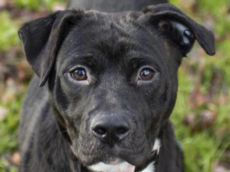 Meet Baccara, a sweet ‘little wiggle-bomb’ available for adoption