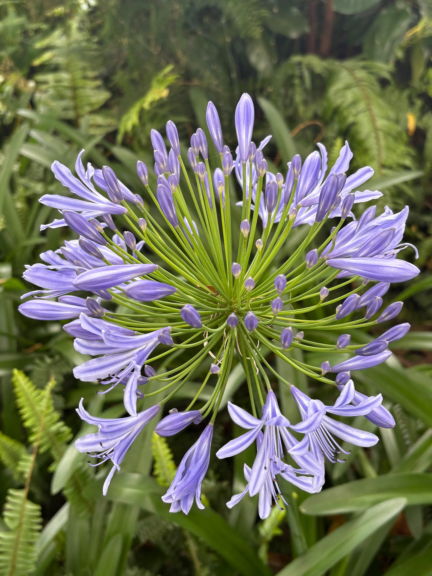 blue agapanthus flower blue agapanthus flower