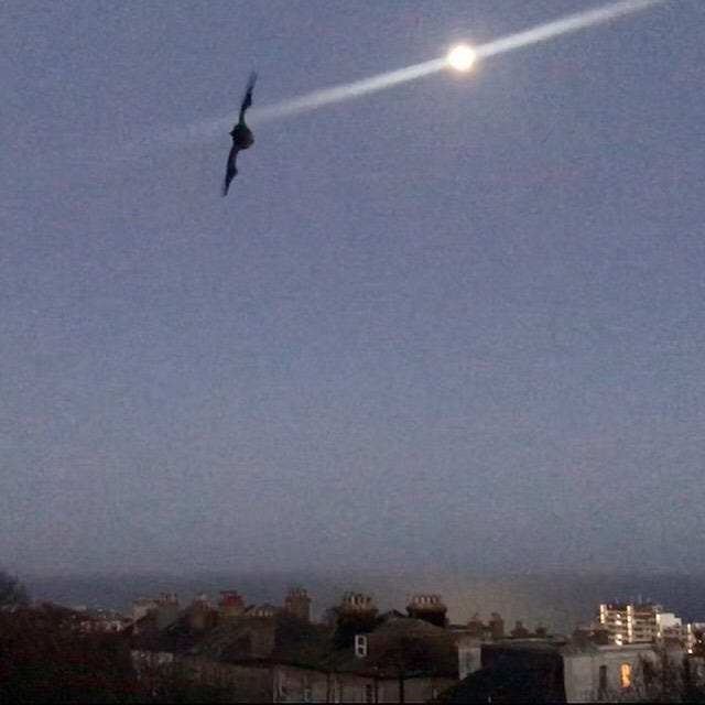 A bat in the foreground of the frame, against a moonlit sky, sea and rooftops A bat in the foreground of the frame, against a moonlit sky, sea and rooftops